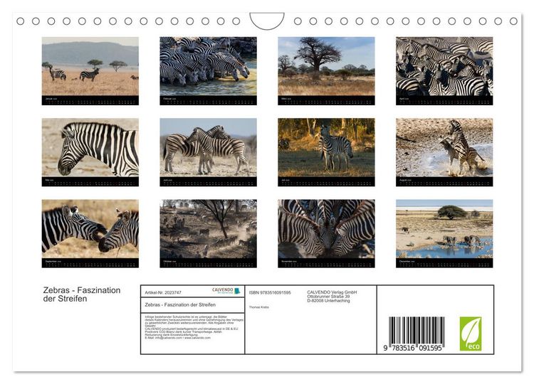 Produktbild: Zebras - Faszination der Streifen (Wandkalender 2026 DIN A4 quer), CALVENDO Monatskalender