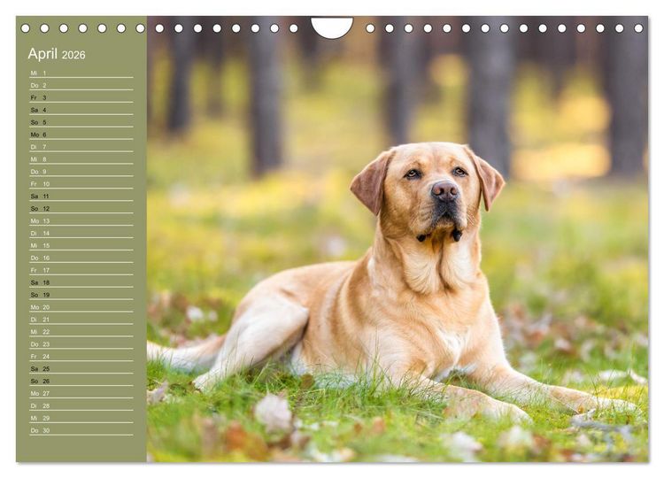 Produktbild: Hunde im Fokus (Wandkalender 2026 DIN A4 quer), CALVENDO Monatskalender