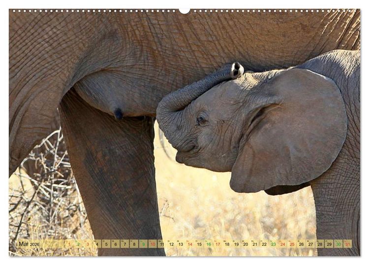 Produktbild: Afrika - im Reich der Elefanten (hochwertiger Premium Wandkalender 2026 DIN A2 quer), Kunstdruck in Hochglanz