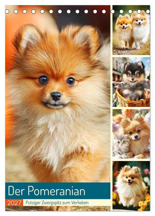Produktbild: Der Pomeranian. Putziger Zwergspitz zum Verlieben (Tischkalender 2027 DIN A5 hoch), CALVENDO Monatskalender