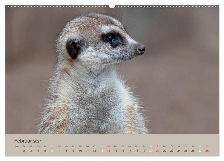 Produktbild: Quirlige Erdm&auml;nnchen (hochwertiger Premium Wandkalender 2027 DIN A2 quer), Kunstdruck in Hochglanz