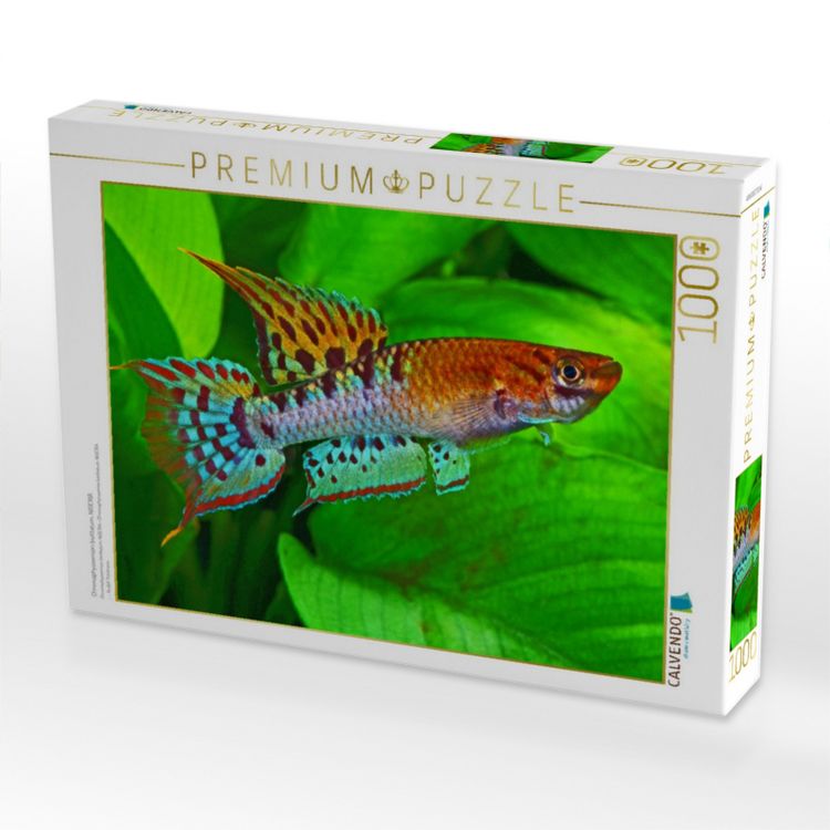 Produktbild: CALVENDO Puzzle Chromaphyosemion bivittatum, NIGERIA | 1000 Teile Lege-Gr&ouml;&szlig;e 64x48cm Foto-Puzzle f&uuml;r gl&uuml;ckliche Stunden