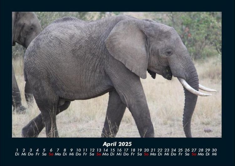 Produktbild: Elefanten 2025 Fotokalender DIN A4