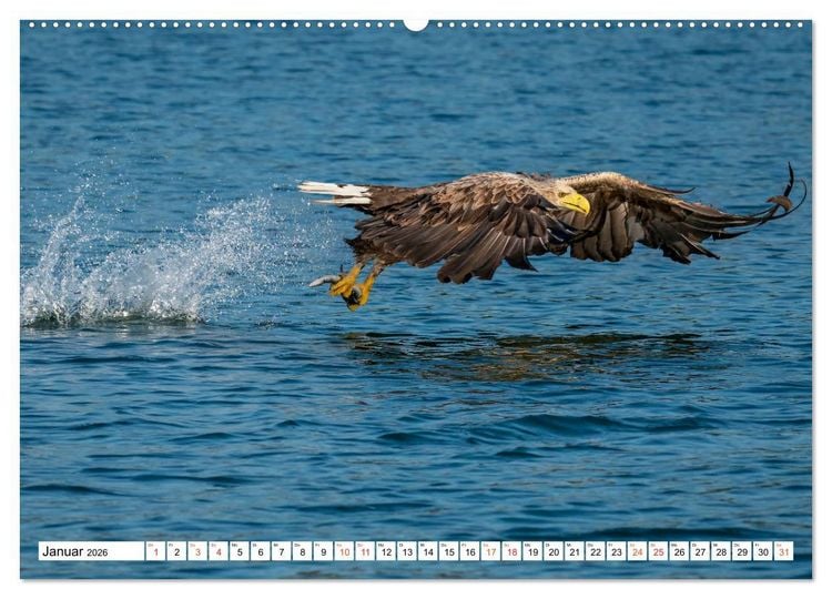 Produktbild: Heimische GREIFV&Ouml;GEL Adler Milan Bussard Weihe Sperber (Wandkalender 2026 DIN A2 quer), CALVENDO Monatskalender