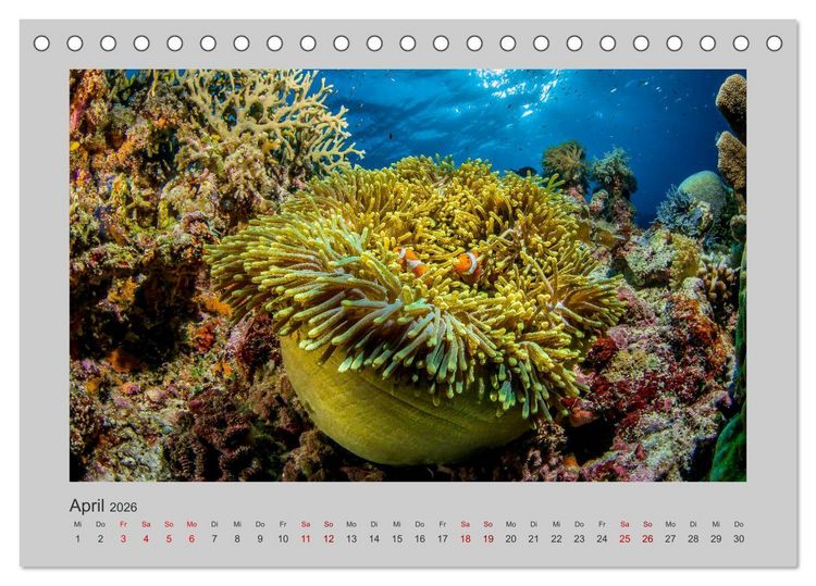 Produktbild: Korallen-Riffe Tauchertr&auml;ume (Tischkalender 2026 DIN A5 quer), CALVENDO Monatskalender