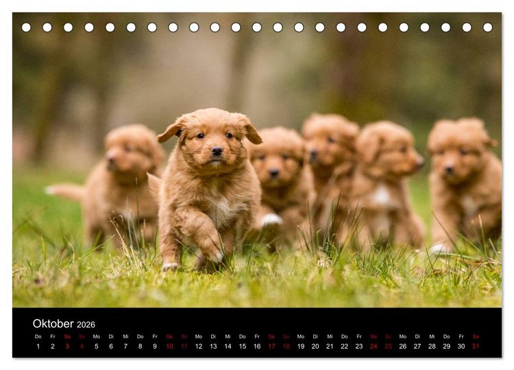 Produktbild: Toller - Nova Scotia Duck Tolling Retriever (Tischkalender 2026 DIN A5 quer), CALVENDO Monatskalender