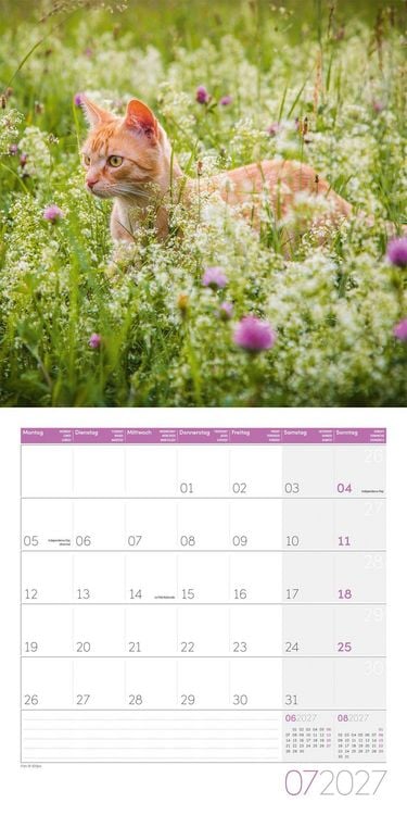 Produktbild: Katzen Kalender 2027 - 30x30 - Art12