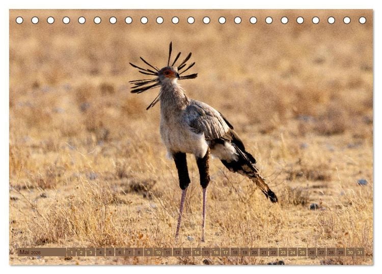Produktbild: Wildlife Namibia - Etosha und Kalahari (Tischkalender 2026 DIN A5 quer), CALVENDO Monatskalender