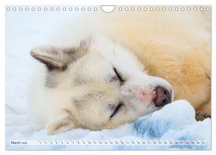 Produktbild: Greenland Dog - The Sled Dogs of Northern Greenland (Wall Calendar 2026 DIN A4 landscape), CALVENDO 12 Month Wall Calendar