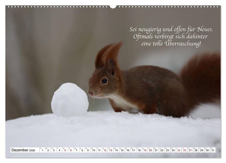 Produktbild: Tipps von Eichh&ouml;rnchen an Eichh&ouml;rnchenliebhaber (hochwertiger Premium Wandkalender 2026 DIN A2 quer), Kunstdruck in Hochglanz