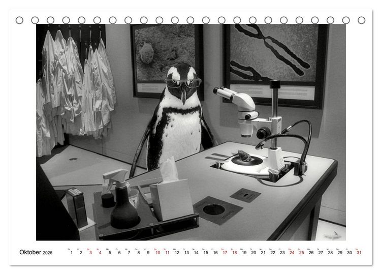 Produktbild: Pinguine privat (Tischkalender 2026 DIN A5 quer), CALVENDO Monatskalender