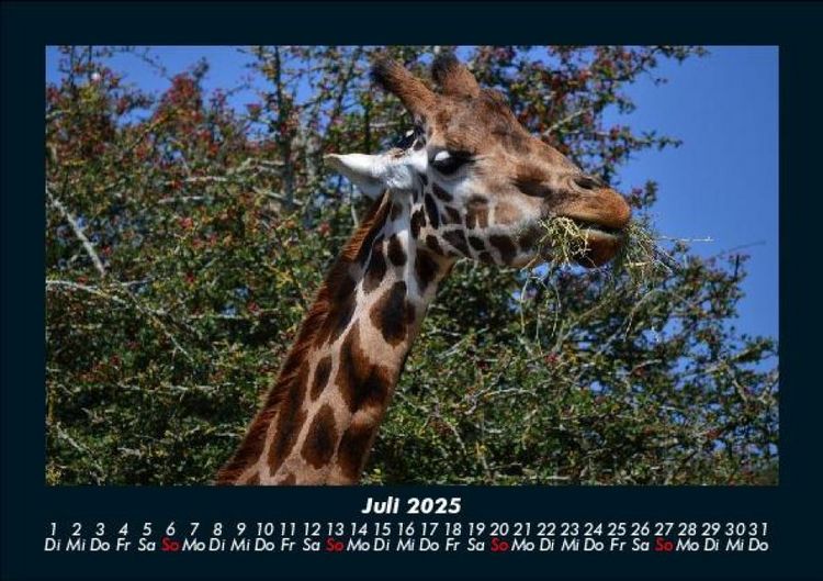 Produktbild: Giraffen 2025 Fotokalender DIN A5