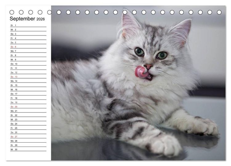 Produktbild: Bezaubernde Rassekatzen (Tischkalender 2026 DIN A5 quer), CALVENDO Monatskalender