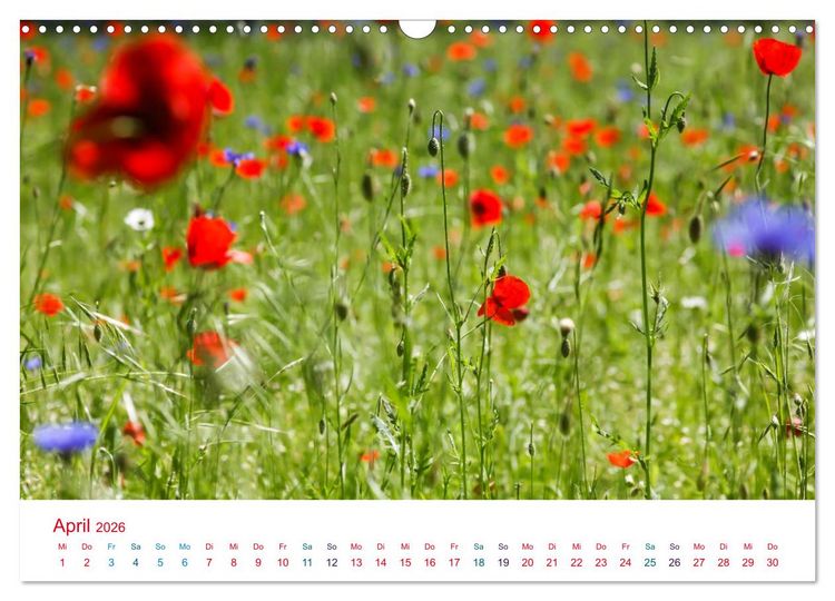 Produktbild: Mohnblumen (Wandkalender 2026 DIN A3 quer), CALVENDO Monatskalender