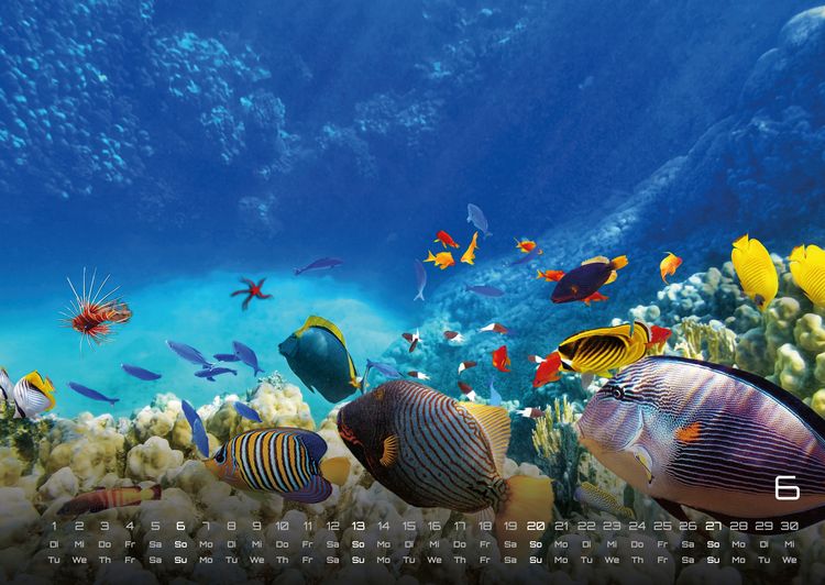 Produktbild: Sealife - verborgene Tiefen - 2027 - Kalender DIN A2