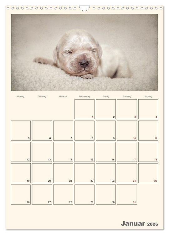 Produktbild: Zauberhafte Golden Retriever (Wandkalender 2026 DIN A3 hoch), CALVENDO Monatskalender