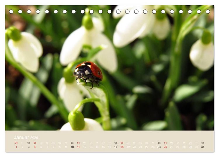 Produktbild: Kleine Gl&uuml;cksk&auml;fer (Tischkalender 2026 DIN A5 quer), CALVENDO Monatskalender
