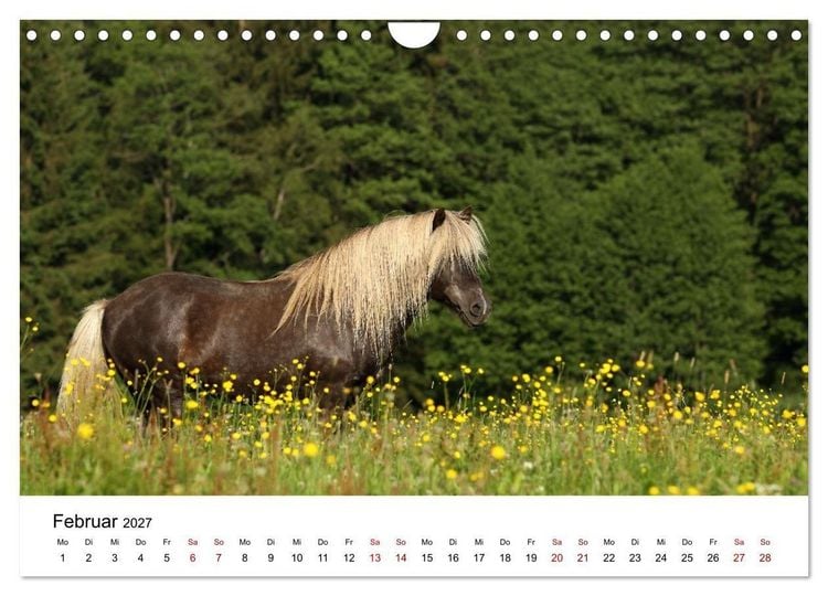 Produktbild: Pferde - im Galopp durch's Jahr 2027 (Wandkalender 2027 DIN A4 quer), CALVENDO Monatskalender