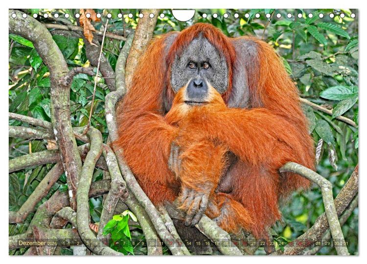 Produktbild: Orang Utans Sumatras Waldmenschen (Wandkalender 2026 DIN A4 quer), CALVENDO Monatskalender