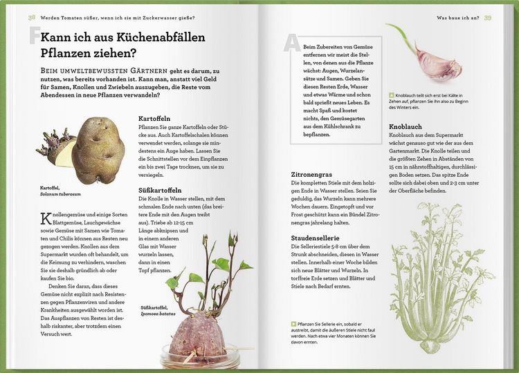 Produktbild: Werden Tomaten s&uuml;&szlig;er, wenn ich sie mit Zuckerwasser gie&szlig;e und kann ich mein Unkraut einfach aufessen?