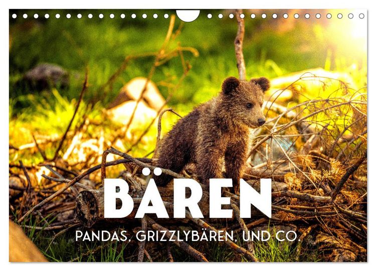 Produktbild: B&auml;ren - Pandas, Grizzlyb&auml;ren und Co. (Wandkalender 2026 DIN A4 quer), CALVENDO Monatskalender
