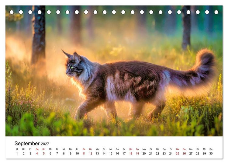 Produktbild: Eleganz in Pelz - ein Maine Coon - Kalender (Tischkalender 2027 DIN A5 quer), CALVENDO Monatskalender