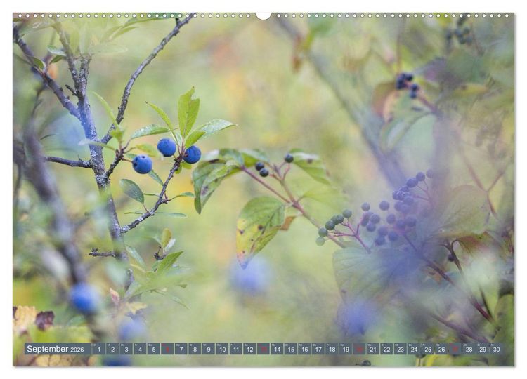 Produktbild: Die Natur hautnah (hochwertiger Premium Wandkalender 2026 DIN A2 quer), Kunstdruck in Hochglanz