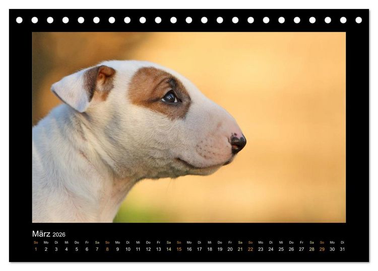 Produktbild: Allerlei Hundekinder (Tischkalender 2026 DIN A5 quer), CALVENDO Monatskalender