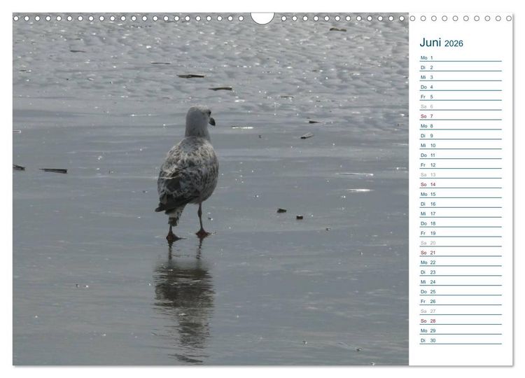 Produktbild: M&ouml;wen - Von der Ostsee bis zum Atlantik (Wandkalender 2026 DIN A3 quer), CALVENDO Monatskalender