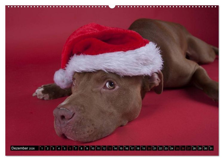Produktbild: Pit Bull und Co. - Geliebt, gef&uuml;rchtet, missverstanden (hochwertiger Premium Wandkalender 2026 DIN A2 quer), Kunstdruck in Hochglanz