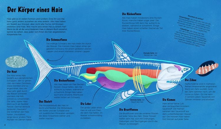 Produktbild: Die Welt der Haie