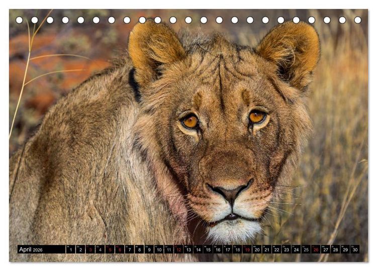 Produktbild: Safari durch das S&uuml;dliche Afrika (Tischkalender 2026 DIN A5 quer), CALVENDO Monatskalender