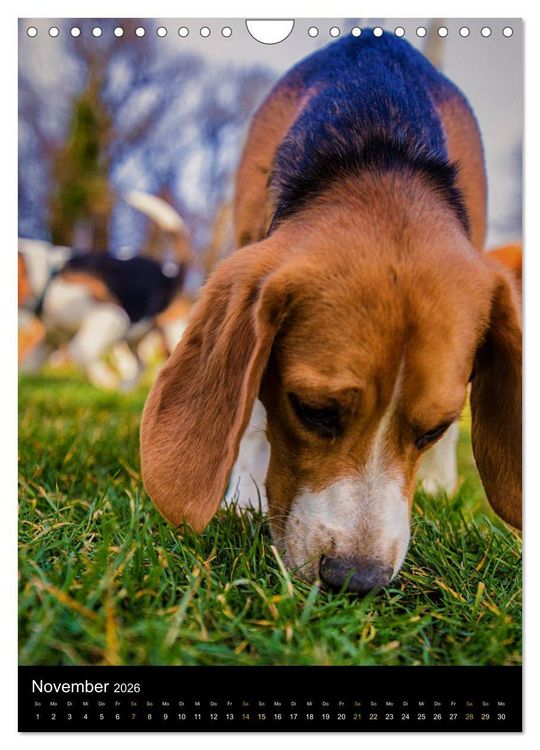 Produktbild: Beagle Action - Wilde Kuscheltiere (Wandkalender 2026 DIN A4 hoch), CALVENDO Monatskalender