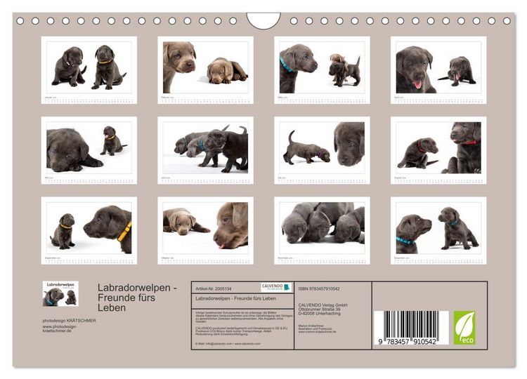 Produktbild: Labradorwelpen - Freunde f&uuml;rs Leben (Wandkalender 2026 DIN A4 quer), CALVENDO Monatskalender