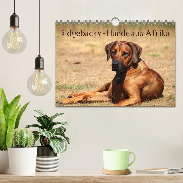 Produktbild: Ridgebacks - Hunde aus Afrika (Wandkalender 2026 DIN A4 quer), CALVENDO Monatskalender