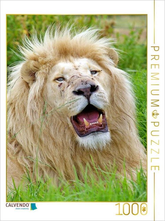 Produktbild: CALVENDO Puzzle Ein Motiv aus dem Kalender KATZEN PORTRAITS Wei&szlig;e L&ouml;wen aus Afrika | 1000 Teile Lege-Gr&ouml;&szlig;e 64x48cm Foto-Puzzle f&uuml;r gl&uuml;ckliche Stunden