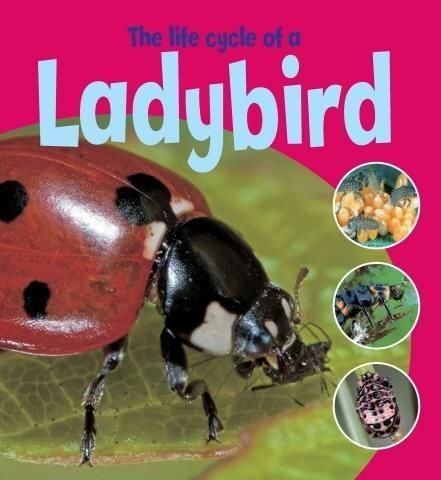 Produktbild: Thomson, R: Learning About Life Cycles: The Life Cycle of a