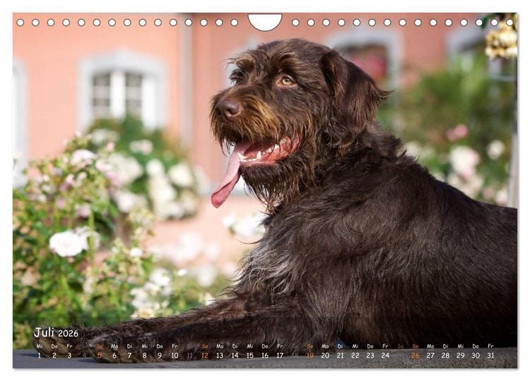 Produktbild: Jagdhunde - Treue Waidgesellen (Wandkalender 2026 DIN A4 quer), CALVENDO Monatskalender