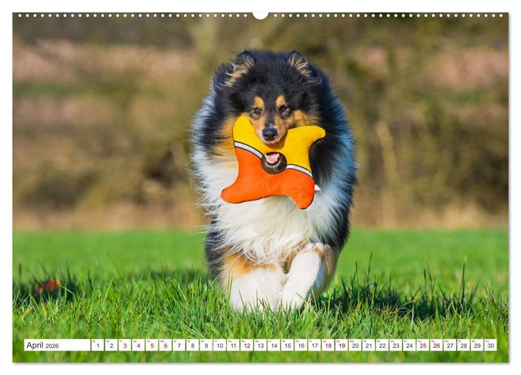 Produktbild: Collies - die sch&ouml;nsten Hunde der Welt (hochwertiger Premium Wandkalender 2026 DIN A2 quer), Kunstdruck in Hochglanz