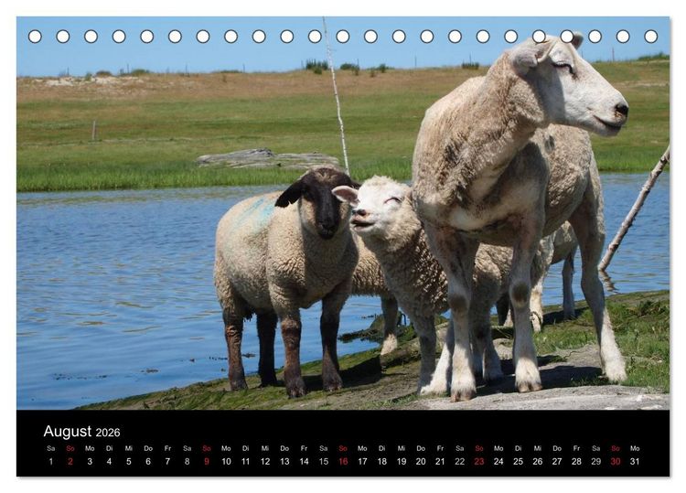 Produktbild: Schafe in Dithmarschen (Tischkalender 2026 DIN A5 quer), CALVENDO Monatskalender