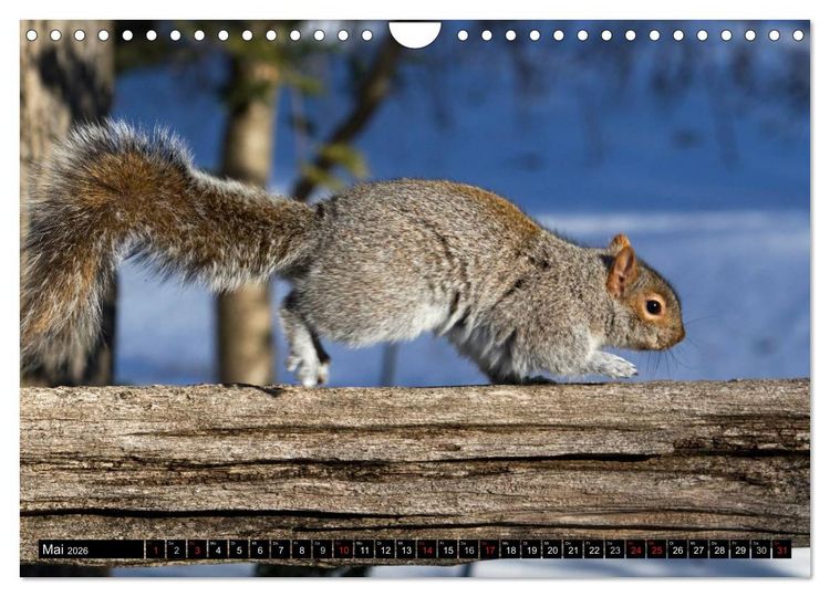 Produktbild: EICHH&Ouml;RNCHEN (Wandkalender 2026 DIN A4 quer), CALVENDO Monatskalender