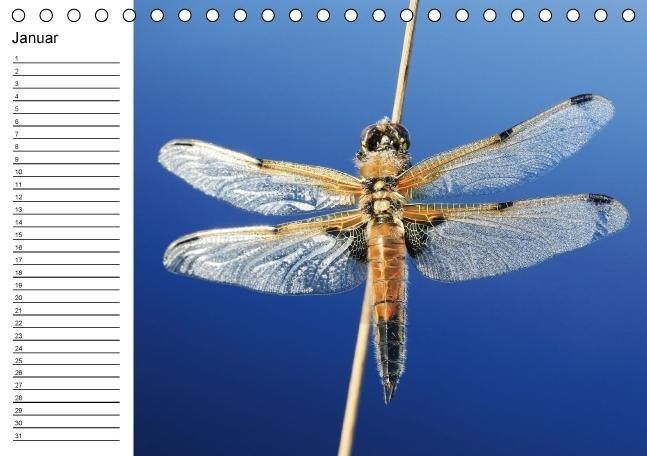 Produktbild: Libellen Geburtstagskalender (Tischkalender immerw&auml;hrend DIN A5 quer)