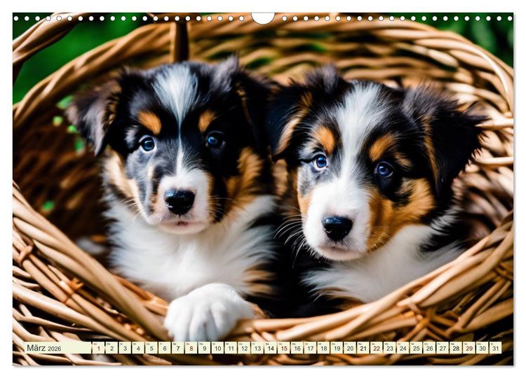 Produktbild: Traumhund Collie (Wandkalender 2026 DIN A3 quer), CALVENDO Monatskalender