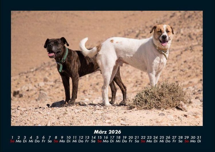 Produktbild: Hunde 2026 Fotokalender DIN A4
