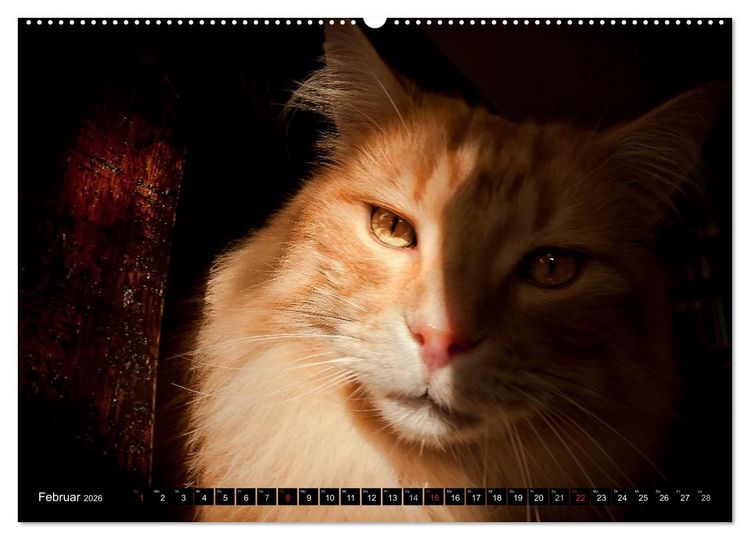 Produktbild: KATZEN Beautys (Wandkalender 2026 DIN A2 quer), CALVENDO Monatskalender