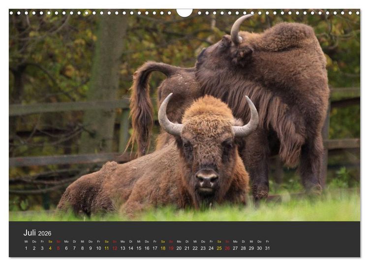 Produktbild: Tierpark-Gera (Wandkalender 2026 DIN A3 quer), CALVENDO Monatskalender