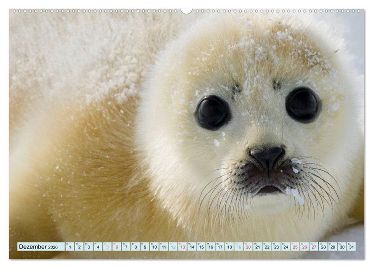 Produktbild: Tiere Schau mir in die Augen (Wandkalender 2026 DIN A2 quer), CALVENDO Monatskalender