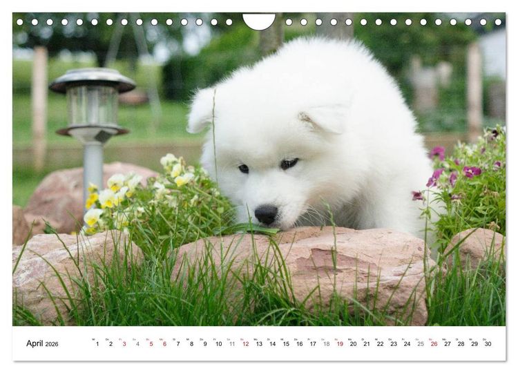 Produktbild: Samojeden Welpen (Wandkalender 2026 DIN A4 quer), CALVENDO Monatskalender