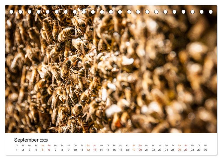 Produktbild: Bienen und Waben (Tischkalender 2026 DIN A5 quer), CALVENDO Monatskalender