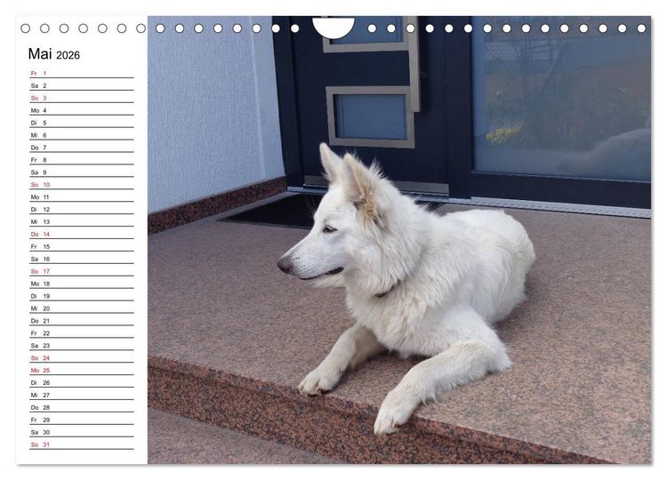 Produktbild: Berger Blanc Suisse - Wei&szlig;er Schweizer Sch&auml;ferhund (Wandkalender 2026 DIN A4 quer), CALVENDO Monatskalender